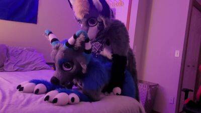 Freaky Furry Copulation and Blowjob In Cute Wolf and Raccoon Costumes on vidfreenow.com